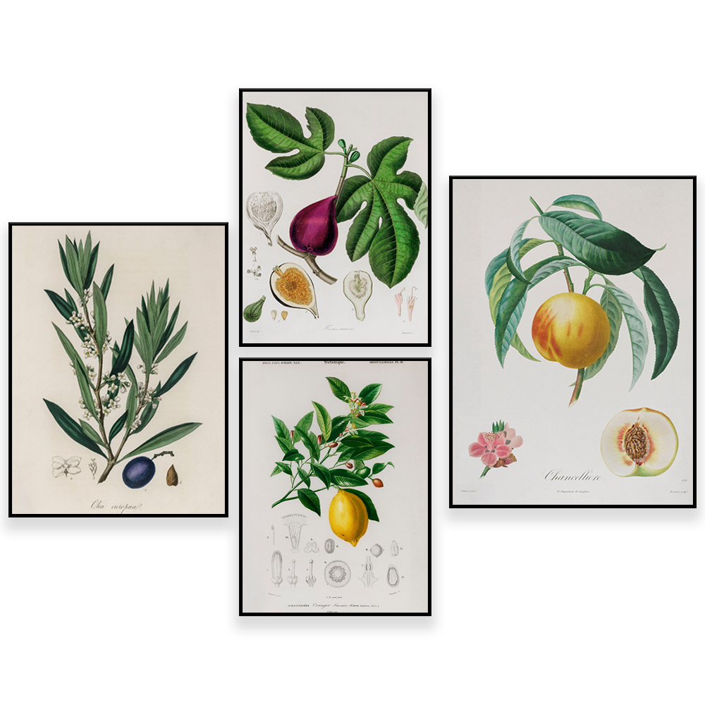 Botanica medica Illustrazione  - Plant Jackfruit recensione e prezzo